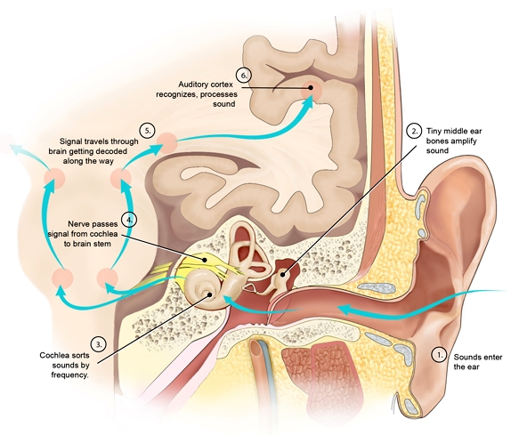청각 경로, auditory pathway, wikimedia